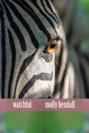 Watchful<br></br>Molly Bendall